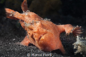 Frog Fish Struggle
frog fish fighting the current in the... by Marco Fierli 